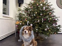 Weihnachten_22_12_2023